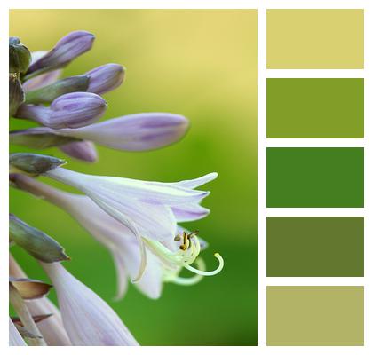 Hosta Flowers Plantain Lilies Image